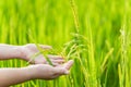 close up of farmer& x27;s hand holding green rice in the fields. Asian culture or rice cultivation culture Royalty Free Stock Photo