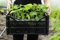 Close-up farmer& x27;s hands hold a box with seedlings in a greenhouse. Growing sweet peppers for the garden in plastic Royalty Free Stock Photo