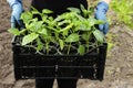 Close-up farmer's hands hold a box with seedlings in a greenhouse. Growing sweet peppers for the garden in plastic Royalty Free Stock Photo