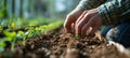 Close-up of farmer& x27;s hands planting hemp seeds in fertile soil among rows of young sprouted marijuana shoots in a Royalty Free Stock Photo