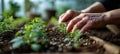 Close-up of farmer& x27;s hands planting hemp seeds in fertile soil among rows of young sprouted marijuana shoots in a Royalty Free Stock Photo