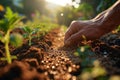 Close-up of farmer& x27;s hands planting hemp seeds in fertile soil among rows of young sprouted marijuana shoots in a Royalty Free Stock Photo