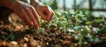 Close-up of farmer& x27;s hands planting hemp seeds in fertile soil among rows of young sprouted marijuana shoots in a