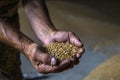 Close-up of a farmer& x27;s palms holding a grain of wheat inside the storage of a farm Royalty Free Stock Photo