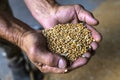 Close-up of a farmer& x27;s palms holding a grain of wheat inside the storage of a farm Royalty Free Stock Photo