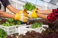 Close up farmers hand is harvesting hydroponic vegetable in greenhouse