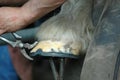 Close up of a Farrier shoeing a horse Royalty Free Stock Photo