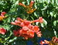 A close-up on a fast-growing campsis, trumpet creeper, trumpet vine blooming richly with orange, red tubular flowers in the garden Royalty Free Stock Photo
