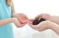 Close up of father and girl hands holding sprout Royalty Free Stock Photo