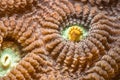 Close up of Favia favus coral Royalty Free Stock Photo