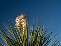 Close Up of a Faxon Yucca in Bloom Royalty Free Stock Photo