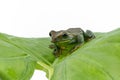 Close-up of Fea`s Tree Frog on a white background ,Amphibian of Royalty Free Stock Photo