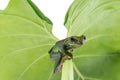 Close-up of Fea`s Tree Frog on a white background ,Amphibian of Royalty Free Stock Photo