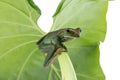 Close-up of Fea`s Tree Frog on a white background ,Amphibian of Royalty Free Stock Photo