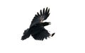 Close up feather of black crow flying isolate white background Royalty Free Stock Photo