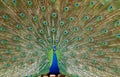 Indian peafowl bird natural nature wallpaper