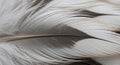 Close-up of a feather displaying intricate patterns and textures. The feather features alternating Royalty Free Stock Photo