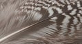 Close-up of a feather displaying intricate patterns and textures. The feather features alternating Royalty Free Stock Photo