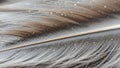 Close up of a feather features a soft intricate pattern of tiny barbs Royalty Free Stock Photo