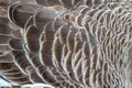 close up feather goose for background Royalty Free Stock Photo