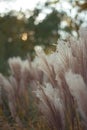 Heather grass plants