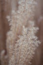 Heather grass plants