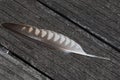 Close up of a feather of a sacer falcon on a weathered ground