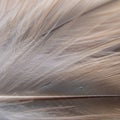 Close up of a feather showcasing delicate intricate barbs and barbules Royalty Free Stock Photo
