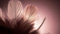 Close-up of feathers against pink background Royalty Free Stock Photo