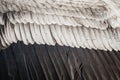 Feathers of an Andean condor - Natural feather texture background