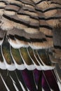 A close up of the feathers on a bird wing