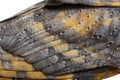 Close-up on the feathers of a nocturnal bird of prey, Barn Owl Royalty Free Stock Photo