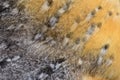 Close-up on the feathers of a nocturnal bird of prey Royalty Free Stock Photo