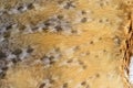 Close-up on the feathers of a nocturnal bird of prey Royalty Free Stock Photo