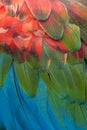 Close-up of the feathers of a Red-and-green Macaw Royalty Free Stock Photo