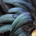 Close up of the feathers of a rooster Royalty Free Stock Photo