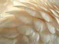 Close-up of feathers in soft light Royalty Free Stock Photo