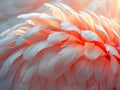 Close-up of feathers in soft light Royalty Free Stock Photo