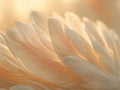 Close-up of feathers in soft light Royalty Free Stock Photo