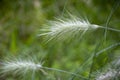Close-up of feathertop plant. White hairs