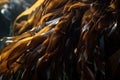 close-up of feathery kelp, swaying in the current