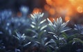 Close-up of featured plants displaying their textures and nuances.