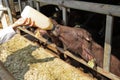 Close up feeding baby buffaloes by milk from plastic bottle