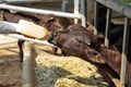 Close up feeding baby buffaloes by milk from plastic bottle