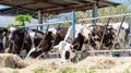 Close up of feeding cows in cowshed on dairy farm in countryside of Thailand Royalty Free Stock Photo