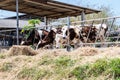 Close up of feeding cows in cowshed on dairy farm in countryside of Thailand. Black and white cows eating hay in the stable Royalty Free Stock Photo