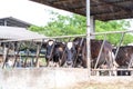 Close up of feeding cows in cowshed on dairy farm in countryside of Thailand. Black and white cows eating hay in the stable during Royalty Free Stock Photo