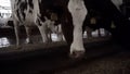 Close-up feeding dairy cows. Footage. Cows eat hay on modern dairy farm. Dairy cows eat nutrient feed and hay on Royalty Free Stock Photo