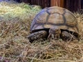 Close up of Feeding turtle with Dry straw