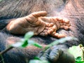 Close up of the feet of a baby chimpanzee